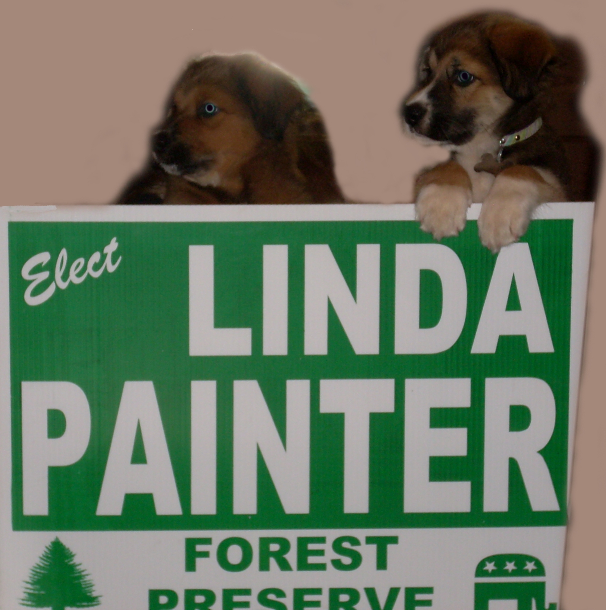 Pups for Linda Painter